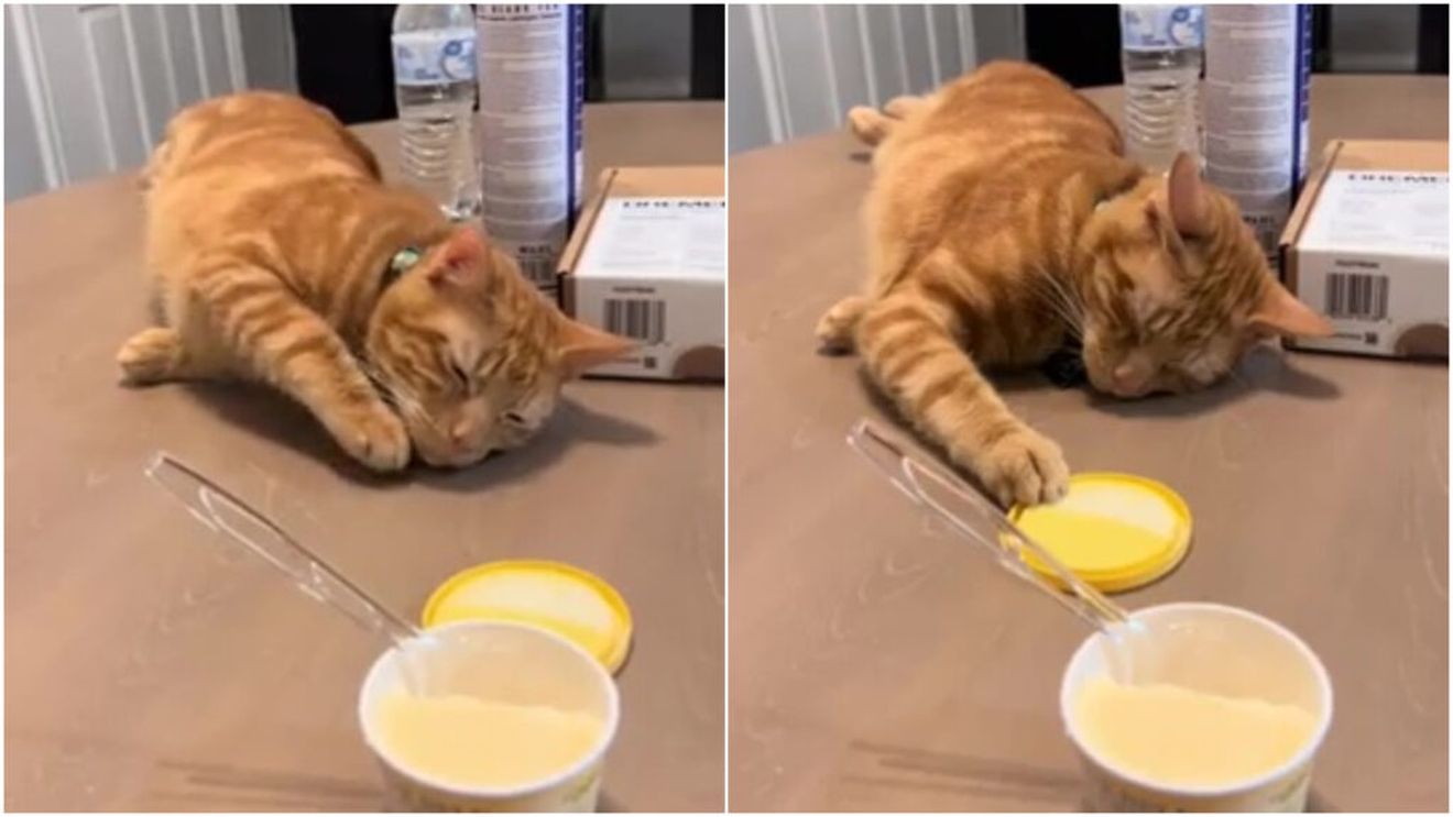 Viralul zilei: O pisică se preface că doarme pe masă pentru a fura o gustare. „O performanță demnă de Oscar” (VIDEO)