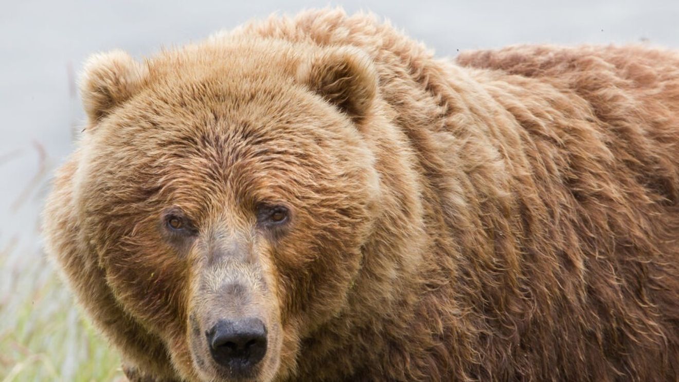Un urs care a devastat un supermarket japonez timp de două zile a fost ademenit cu mâncare acoperită cu miere şi capturat