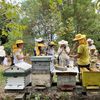 Timișoara dezvoltă două grădini urbane pentru albine/ Asociația GreenFeel a lansat proiectul „Permacultură Vie: grădini urbane pentru polenizatori și biodiversitate”