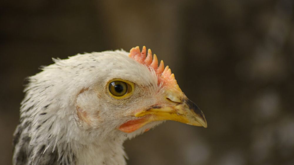 DSVSA Maramureș, măsuri pentru evitarea apariției unor focare de gripă aviară/Normele se aplică atât gospodăriilor populației, cât și fermelor de păsări