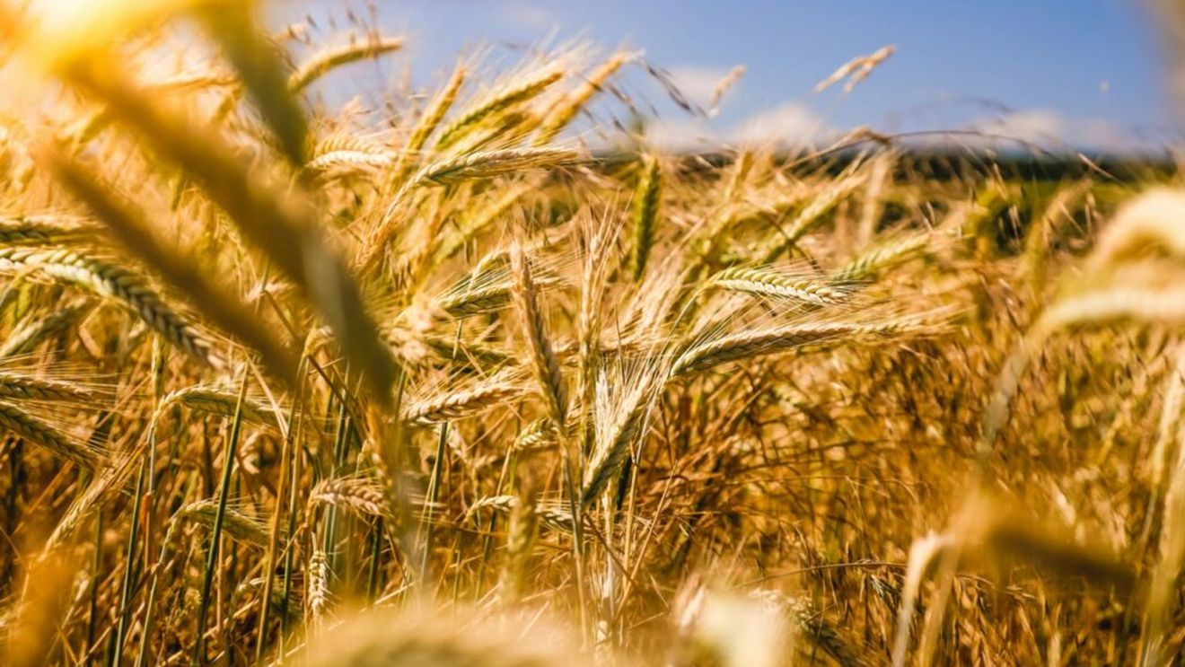 În cadrul unei ferme medii din România lucrează de aproape 20 de ori mai mulți oameni decât în SUA. În timp ce în SUA sunt 3 persoane, în România vorbim de 50