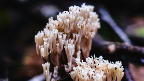 Ciuperci misterioase, apărute după ploile abundente în California. Noile specii identificate au crescut baza de date despre aceste organisme de patru ori, în acest an