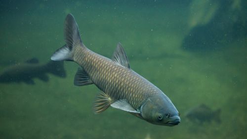 Canada şi SUA lasă deoparte diviziunile lor politice și se aliază în fața invaziei crapului asiatic /  Este o specie invazivă, care ameninţă echilibrul ecologic din acest imens rezervor natural de apă dulce