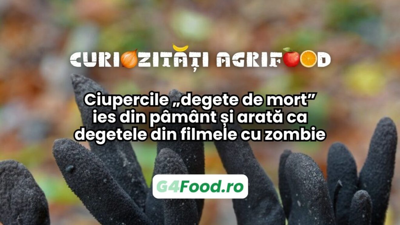 Curiozități agrifood 23 ianuarie | Ciupercile „degete de mort” ies din pământ și arată ca mâinile din filmele cu zombii