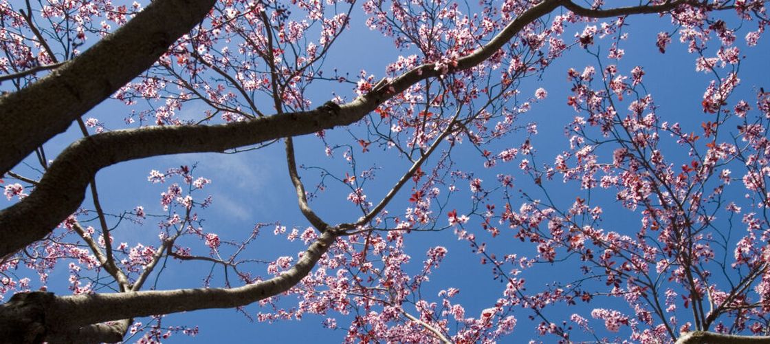 Plantele „își mută” calendarul și în România. Merii și prunii înfloresc cu până la 11 zile mai devreme decât acum 50 de ani