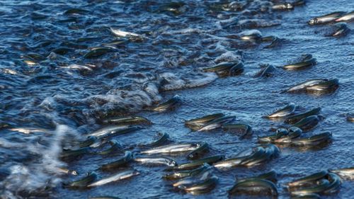 Sute de mii de peşti morţi au invadat un port turistic din Grecia în urma inundaţiilor