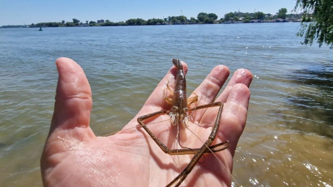 Creveții orientali de apă dulce au apărut și în România/ Deși ar părea o veste bună, deoarece sunt foarte gustoși, specia are caracter potențial invaziv și ar putea afecta fauna locală