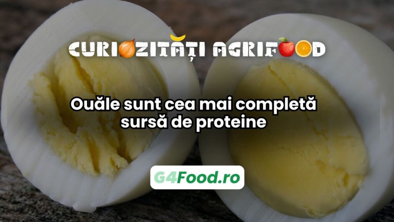Curiozitate agri-food: Ouăle sunt cea mai completă sursă de proteine / Conțin toți cei nouă aminoacizi esențiali de care corpul are nevoie, fiind unul dintre cele mai nutritive alimente