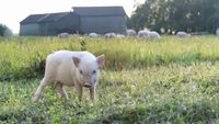 Focar de pestă porcină africană aproape de granița cu România. ANSVSA activează măsuri stricte de biosecuritate în Satu Mare