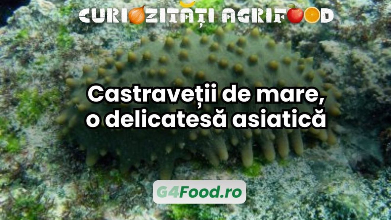 VIDEO Curiozități agrifood | Ce sunt castraveții de mare, o delicatesă asiatică/ Sunt bogați în minerale și colagen și considerați un „tonic al longevității” și afrodisiaci