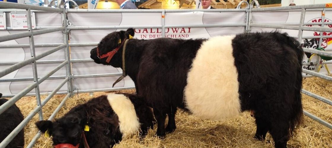 Subvenții de 180 de milioane de euro pentru fermieri/ Guvernul a deblocat plățile pentru sectoarele vegetal și zootehnic