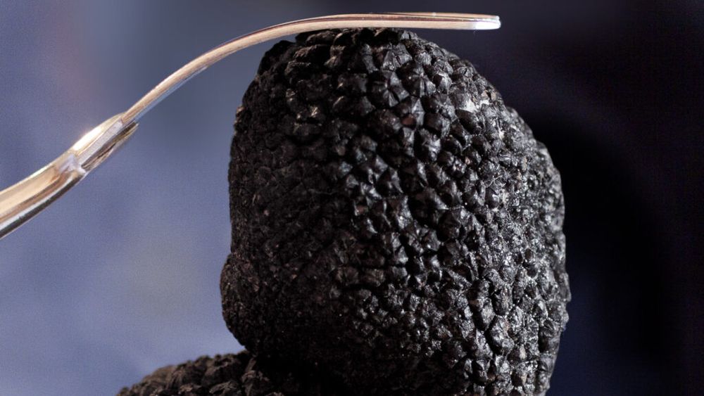 Președintele Comisiei pentru Ocrotirea Monumentelor Naturii spune că trufele ar trebui să fie protejate prin lege