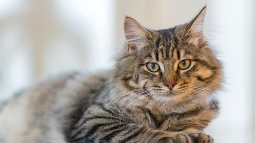 Dispozitiv pentru hrănirea pisicilor fără stăpân, în Parcul Tineretului / Aparatul, alimentat cu sticle reciclabile