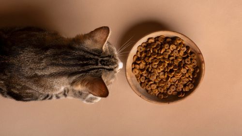 Adevărul despre „ingredientele de umplutură” în hrana pentru animale: Ce nu-ți spun reclamele