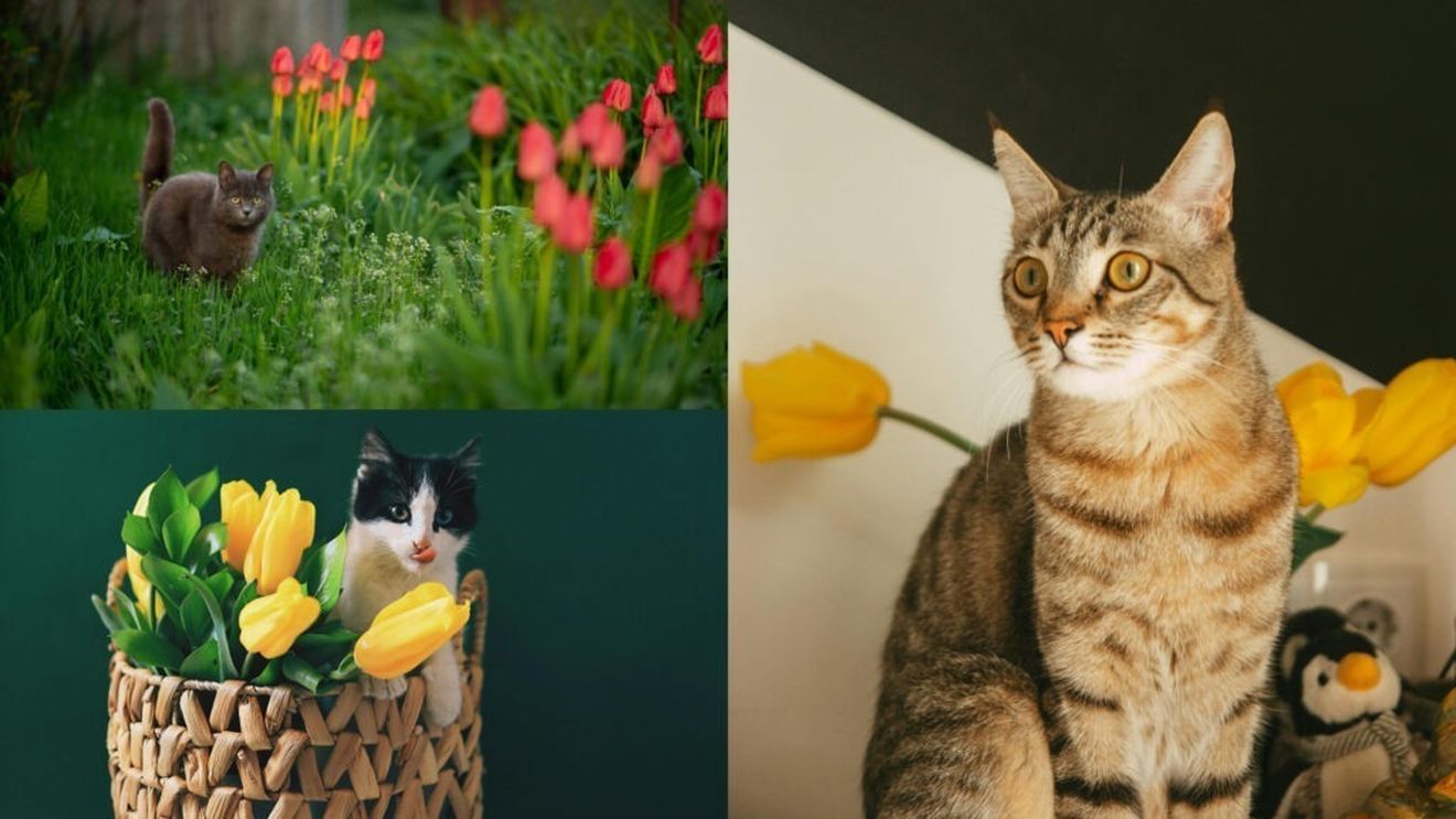 De ce sunt lalelele toxice pentru pisici? Medic veterinar: „Dacă substanța este ingerată în cantitate mare, poate afecta și alte organe”