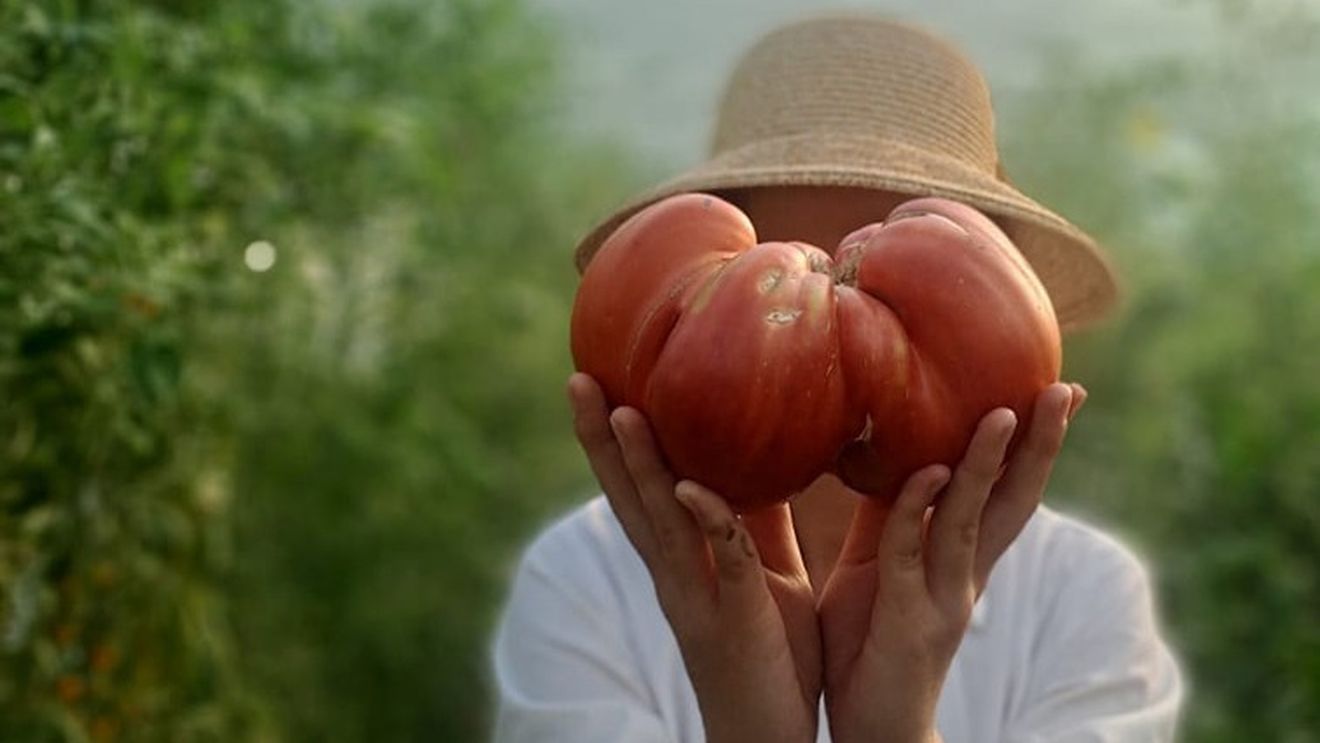 Tomată în greutate de 1.220 de grame, recordul Staţiunii de Cercetare-Dezvoltare pentru Legumicultură Buzău