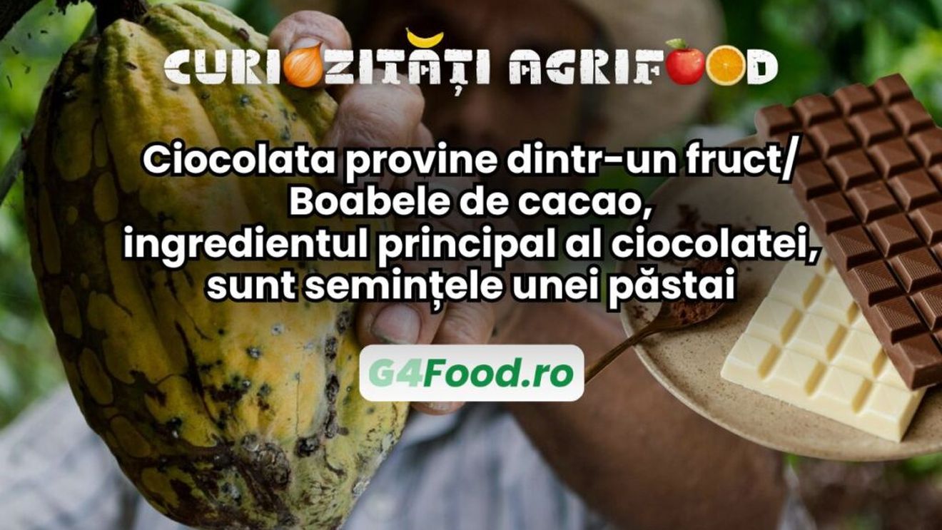 Curiozități agrifood - 1 iulie | Ciocolata provine dintr-un fruct/ Boabele de cacao, ingredientul principal al ciocolatei, sunt semințele unei păstai