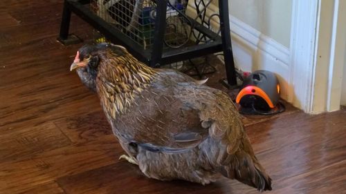 Pearl, oficial cea mai bătrănă găină din lume. Are 14 ani și trăiește în Texas / Săptămâna trecută a depus un ou, deși nu mai ouase de 3 ani