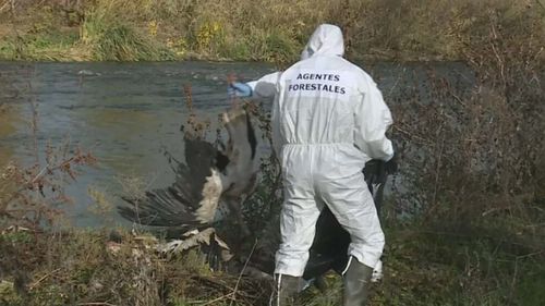 Sute de berze găsite moarte în apropiere de Madrid, victime ale gripei aviare