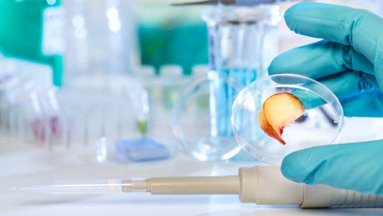 Fructe și legume despre care nu știai că au fost create de om / Crezi sau nu, cele mai populare fructe și legume sunt hibrizi dezvoltați în laborator