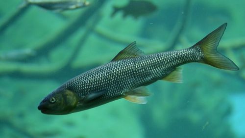 Cercetători: Păstrăvul curcubeu poate fi crescut în ferme din Marea Neagră / „Pe durata experimentului, am înregistrat mortalitate zero, atât la transferul brusc din apa dulce în apa marină, cât şi pe întreaga perioadă monitorizată”