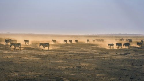 ONU publică o hartă mondială inedită a migraţiilor mamiferelor cu copite