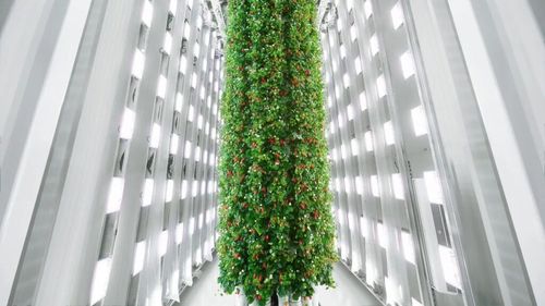 Cea mai mare fermă verticală din lume pentru cultivarea căpșunilor, deschisă în statul american Virginia/Prima recoltă, la începutul anului 2025