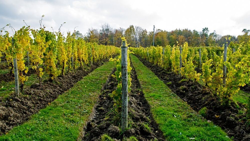 Vinul și încălzirea globală: cum revoluționează schimbările climatice dar și cele socio-economice harta mondială a viticulturii. Se estimează că până la sfârșitul secolului 70% din actualele zone viticole vor fi în pericol