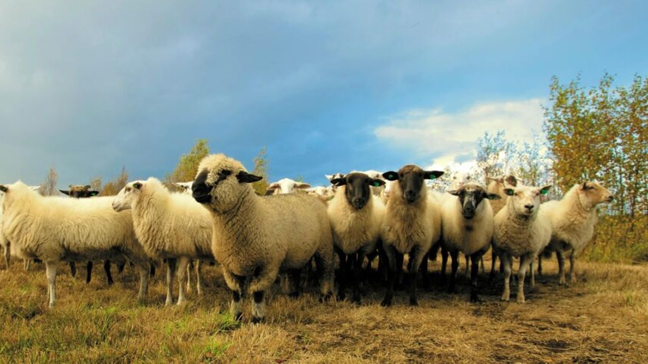 Transhumanța oilor - un mod de viață secular pus sub semnul întrebării. Povestea ciobanilor din Catalonia (Spania)