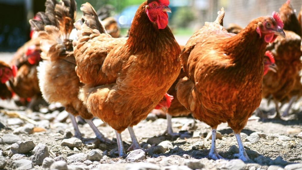 Niciun gram de carne de pui şi niciun ou din Ucraina nu vor intra în România fără licență, dă asigurări ministrul Agriculturii