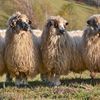 România vrea să exporte mai multe ovine în Orientul Mijlociu / Discuții la Ankara pentru facilitarea tranzitului prin Turcia