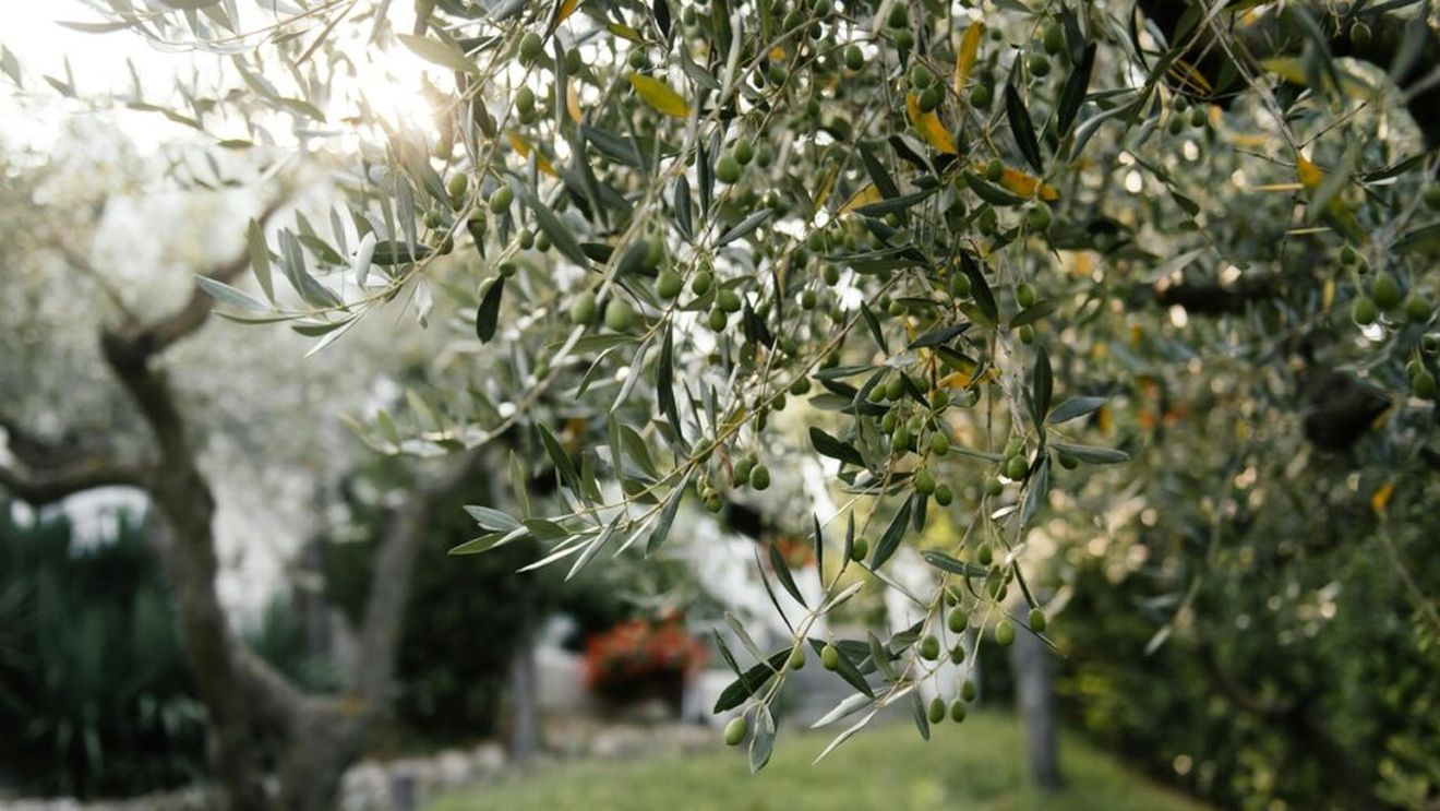 Proiecte sustenabile | VivaOliva, un program finanțat de Fundația PepsiCo pentru a încuraja promovarea practicilor de agricultură regenerativă, stimularea incluziunii economice și încurajarea reînnoirii generaționale