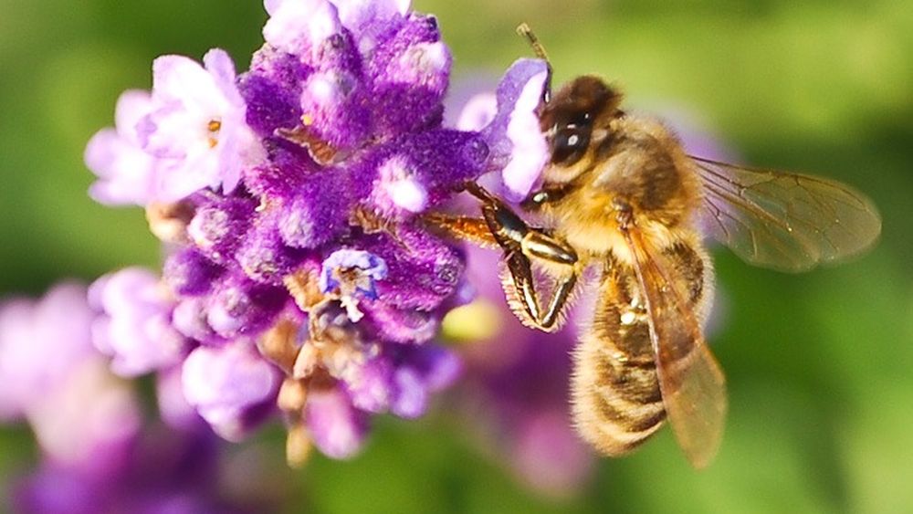 STUDIU | Plantele pot „auzi” albinele și pot „vorbi” cu ele/ Știu ce tip de insectă se apropie și oferă albinelor mai mult nectar decât altor polenizatori