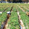 Mii de muncitori migranți, tratați ca sclavi de fermierii italieni. Nu este un fenomen izolat din păcate
