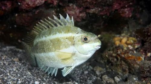 Grecia plătește pescarii să captureze peștele-balon, o specie extrem de toxică care invadează Marea Mediterană / Consumul lui poate fi fatal / Nu trebuie confundat cu peștele-iepure