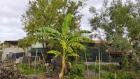 FOTO – VIDEO | Cum cultivi un banan în ghiveci. E o plantă nepretențioasă și care dă apartamentului sau terasei un aer exotic