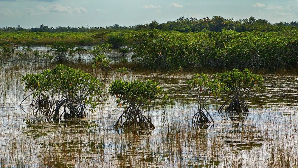Parcul Naţional Everglades, cea mai mare zonă umedă, mlăştinoasă din Statele Unite ale Americii, în Florida, afectat de o secetă extremă care omoară peştii