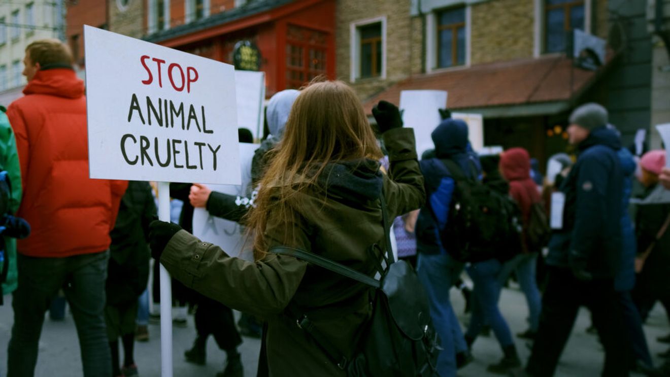Peste 70 de ONG-uri și iubitori de animale ies în stradă la București. Protest de Ziua Internațională a Animalelor, față de modul în care autoritățile gestionează animalele