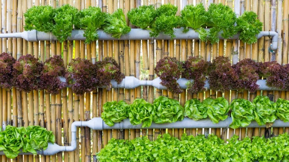 Agricultură urbană sustenabilă pentru persoane defavorizate, într-un proiect Erasmus+ / Tinerii din Bihor vor dobândi abilităţi practice în agricultura pe verticală