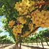 Franța se pregătește pentru cea mai slabă producție de vin din acest secol. Seceta și căldura extremă au afectat podgoriile