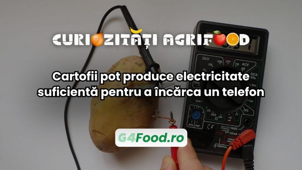 Curiozități agri-food: Cartoful poate produce electricitate suficientă pentru a încărca un telefon / Un cartof fiert timp de opt minute poate genera de 10 ori mai multă energie decât unul crud