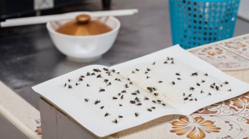 Muște în mâncare sau legătura indezirabilă dintre agricultură și restaurantele din Ponteverda, Spania