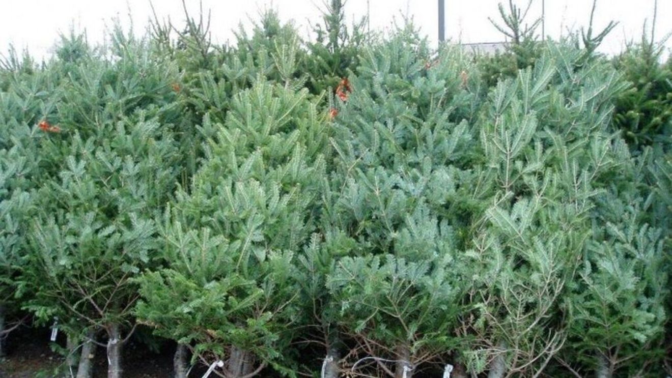 Brazi ieftini pentru Crăciun. Cât costă un brad la ocoalele Romsilva