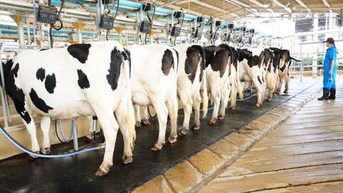 Peste 530.000 de tone de lapte colectate de procesatori, în primele cinci luni ale anului/Importurile au depășit 60.000 de tone