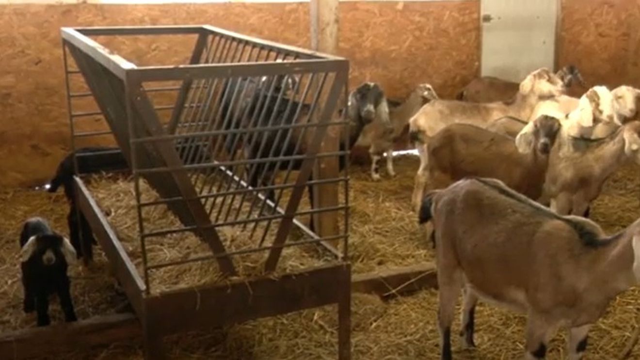 Motivul pentru care un fermier din Buzău a renunțat să mai crească capre authtone în favoarea celor anglo-nubiene / „Acest lucru se reflectă și în prețuri”
