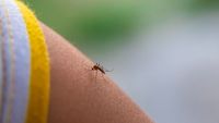 600.000 de țânțari modificați eliberați în grădini din SUA. Metoda ar putea reduce folosirea pesticidelor / Cum funcționează