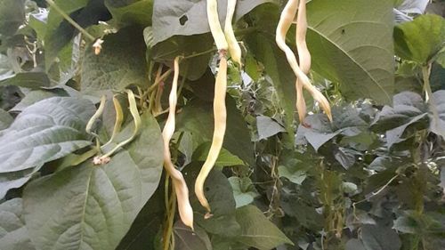 LEGUMICULTORI FERICIȚI: familia Barabas din județul Sibiu afirmă că ”toată recolta produsă până acum a fost vândută”; vezi în articol unde au fost locurile de vânzare