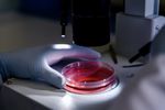 Un virus al ardeiului, transformat într-o unealtă genetică de precizie / Cercetătorii chinezi pot „opri” gene în trei săptămâni / Metoda ar putea accelera studiile pentru soiuri rezistente la boli