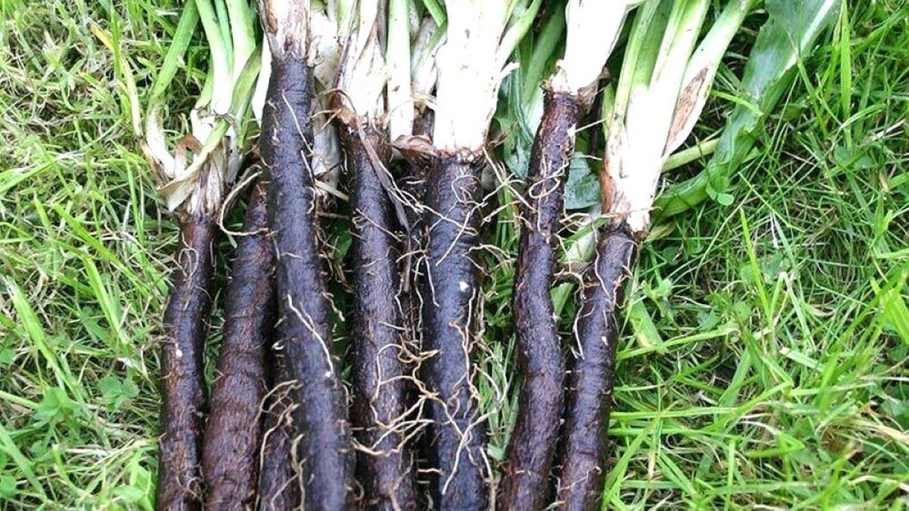 Ai auzit de scorțonera sau „barba caprei”? Este o veche rădăcină comestibilă redescoperită, cu gust ușor amărui dar interesant și numeroase proprietăți