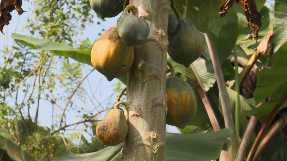 Inteligența artificială ar putea revoluționa siguranța alimentară la nivel global / Tehnologia detectează toxinele înainte ca alimentele să ajungă pe farfurie
